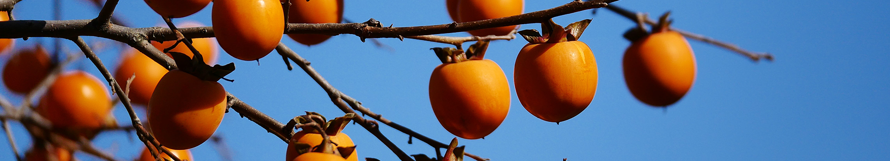 와인만들기 이미지